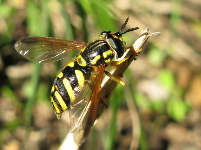 Chrysotoxum intermedium F (Syrphidae)